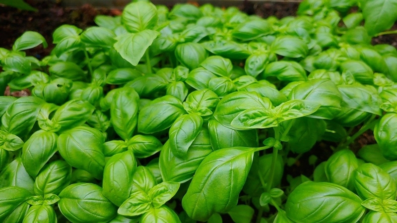 Rau húng quế có tác dụng gì đối với sức khỏe người dùng 2