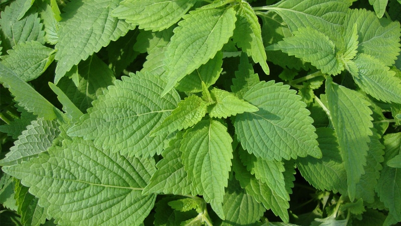 Cách xử lý khi bị nổi mề đay ban đêm 4