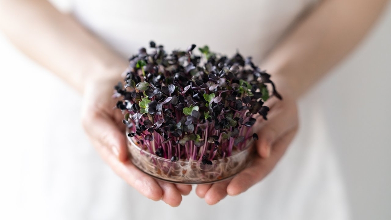 Rau mầm củ cải đỏ có tốt không? Tác dụng của rau mầm củ cải đỏ 1