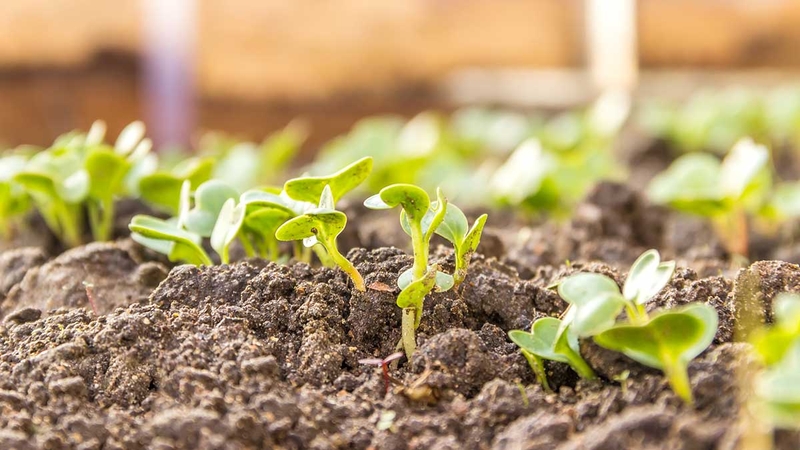 Rau mầm củ cải đỏ có tốt không? Tác dụng của rau mầm củ cải đỏ 2