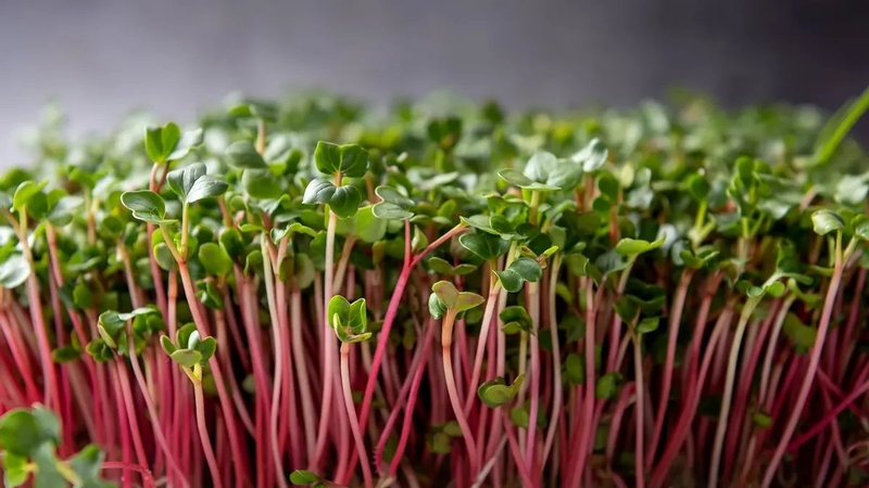 Rau mầm củ cải đỏ có tốt không? Tác dụng của rau mầm củ cải đỏ 3