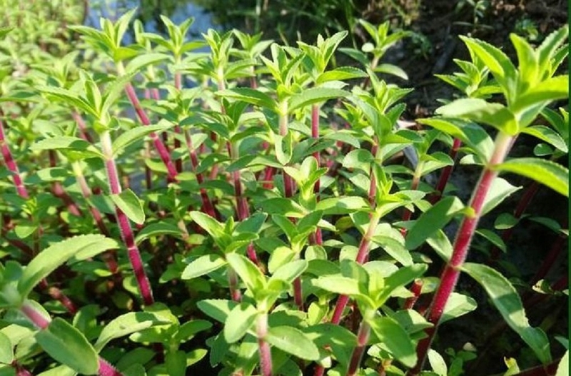 Rau om tía chữa bệnh gì? Những bài thuốc chữa bệnh hiệu quả từ rau om tía 1