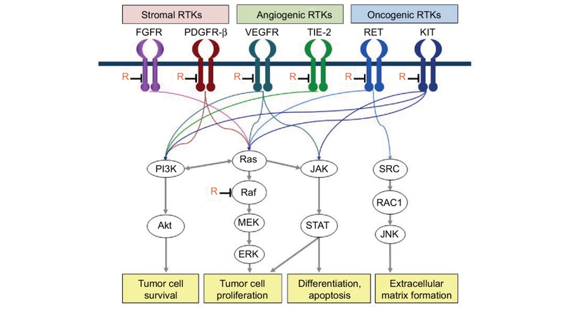 Cơ chế tác dụng của Regorafenib