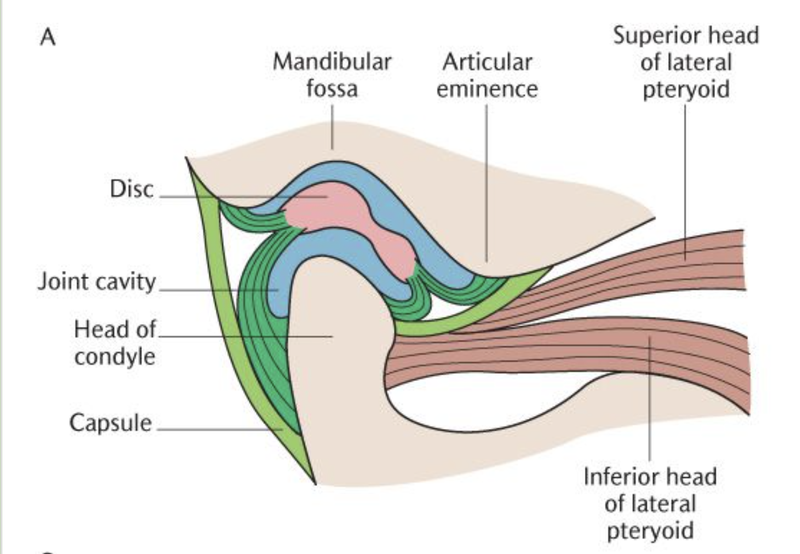 Giải phẫu khớp thái dương hàm 4