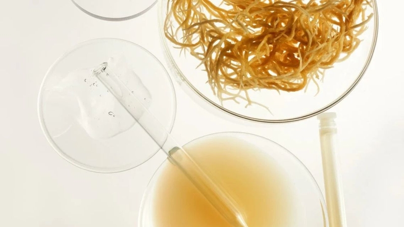 Sea Moss Gel là gì và có công dụng gì với sức khỏe 3