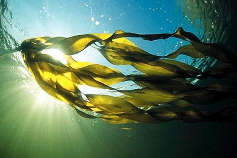 Dưỡng chất giúp ngăn chặn ung thư hiệu quả1