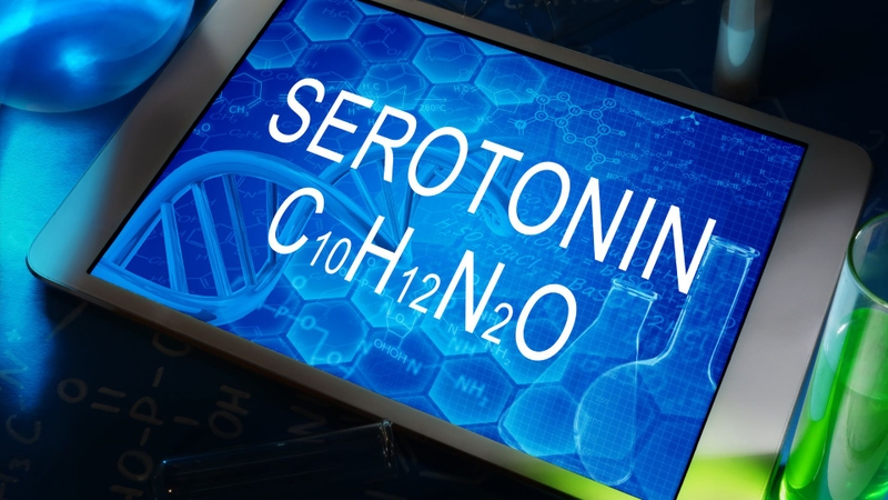 Serotonin là chất dẫn truyền thần kinh kiêm hormone, giúp điều hòa nhiều chức năng sinh lý trong cơ thể