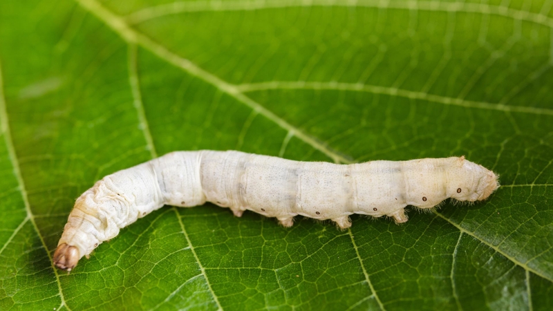 Serrapeptase là enzyme phân giải protein được tách từ vi khuẩn Serratia sống trong ruột tằm