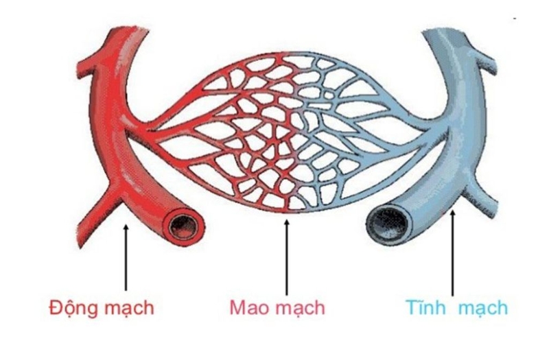 Sơ cứu vết thương chảy máu mao mạch và tĩnh mạch đúng cách, an toàn 2