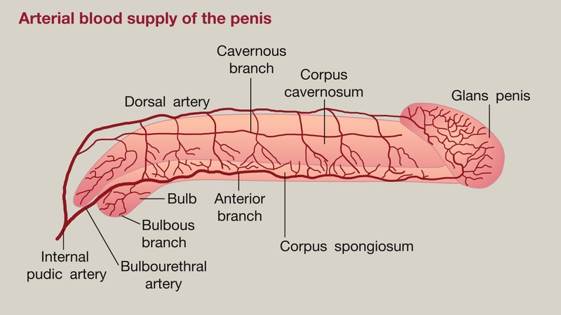 Sóng xung kích điều trị rối loạn cương dương 03
