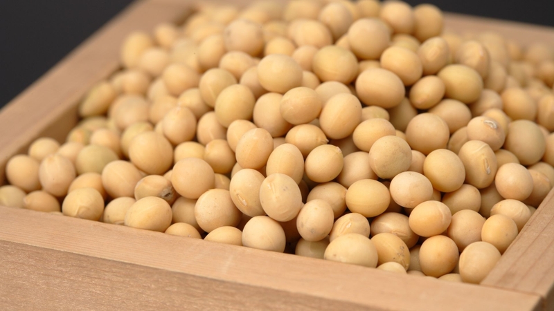 Soybean oil là dầu thực vật được chiết xuất từ hạt đậu nành (Glycine max)
