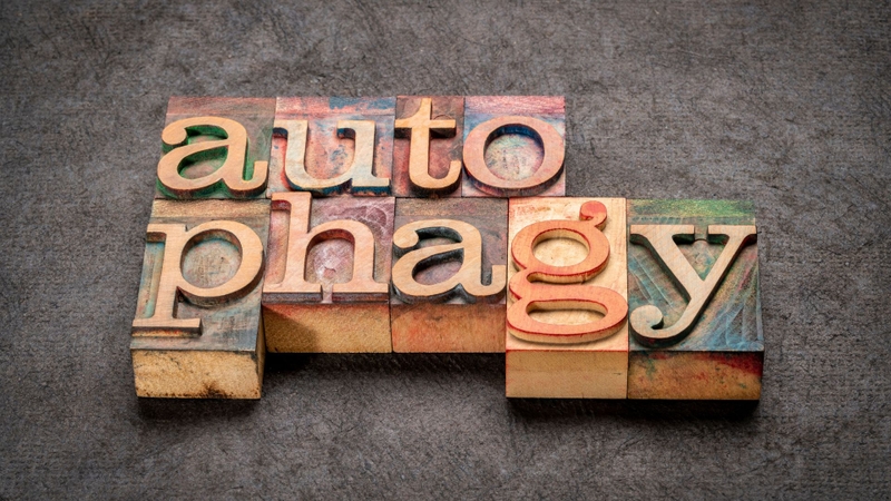 Spermidine nổi bật với khả năng kích hoạt tự thực bào, giúp tế bào tái chế thành phần hư hỏng và giảm stress oxy hóa, viêm mạn