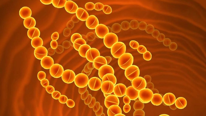 Nhiều người chưa biết&nbsp;Streptococcus thermophilus là gì