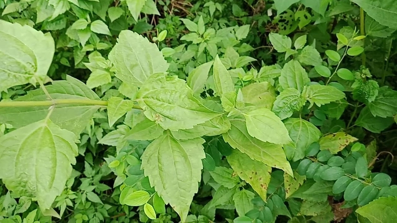 Sử dụng cây cộng sản chữa viêm xoang có hiệu quả không 1