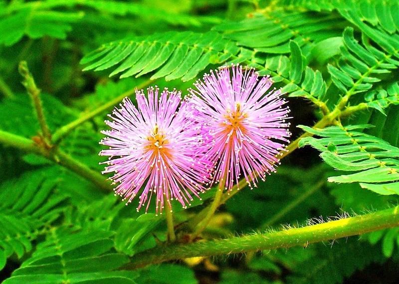 Sử dụng cây xấu hổ chữa bệnh trĩ có hiệu quả không 1