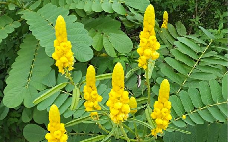 Su-dung-la-muong-trau-tri-vay-nen-duoc-khong (2).png