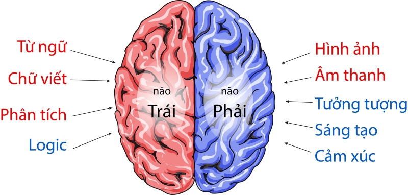 Sự khác nhau giữa hai bán cầu não trái não phải là gì? 4