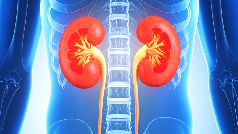 Sugammadex chủ yếu được thải trừ qua nước tiểu dưới dạng Sugammadex nguyên vẹn