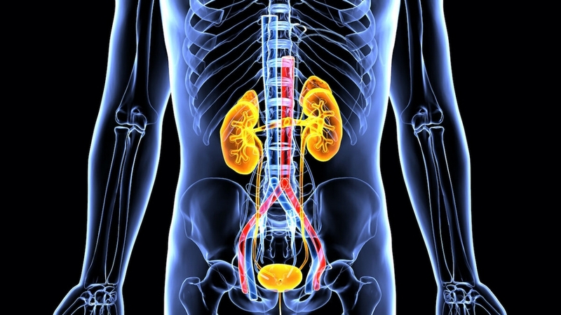 Suy thận độ 2: Dấu hiệu nhận biết, chẩn đoán, điều trị và chăm sóc bệnh nhân 1