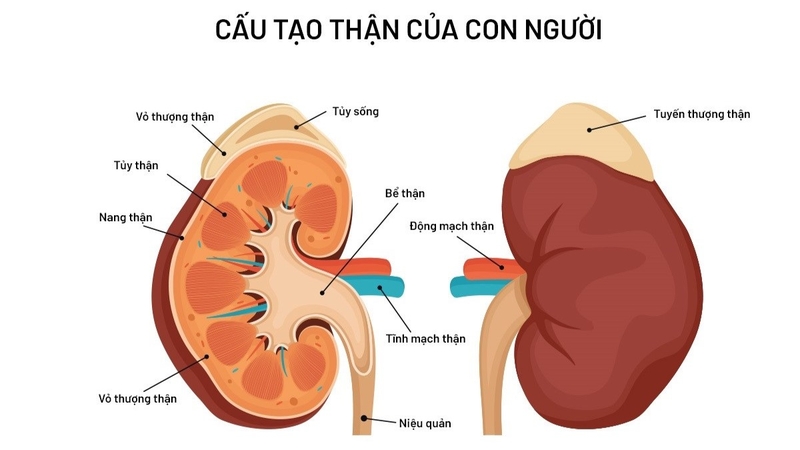Suy tuyến thượng thận là gì và suy tuyến thượng thận có chữa được không? - 1