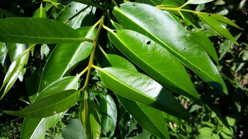 Cách chữa bệnh gút bằng thuốc nam hiệu quả 4