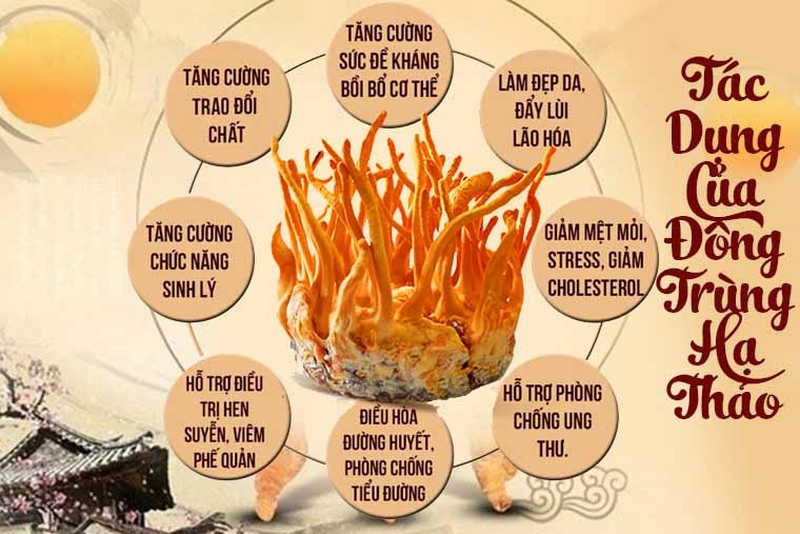 Hướng dẫn pha trà đông trùng hạ thảo khô 1