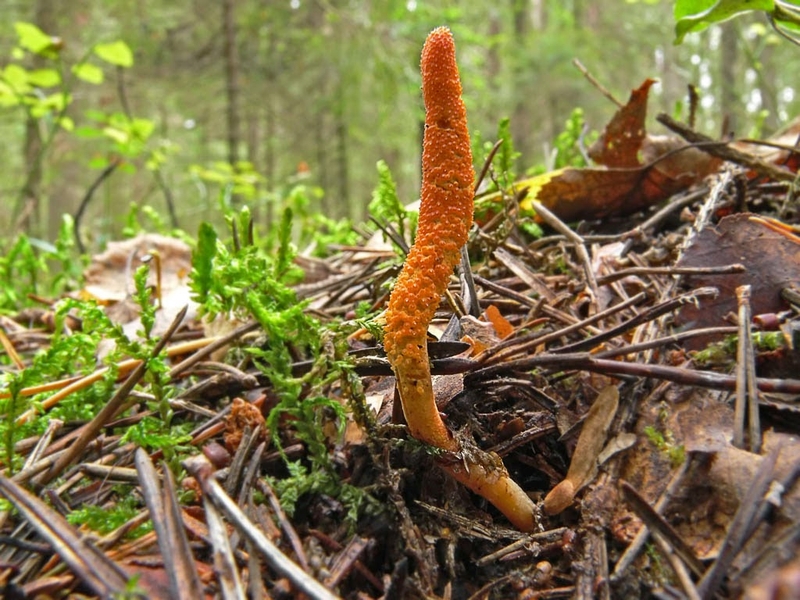 tác dụng của đông trùng hạ thảo