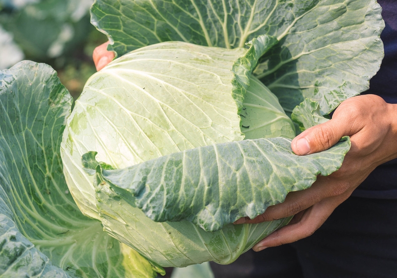 Tắc tia sữa là gì? Hướng dẫn một số mẹo dân gian chữa tắc tia sữa 2