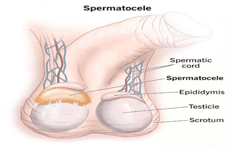 Tai-sao-tinh-hoan-nho-nhu-trung-cut 2.png