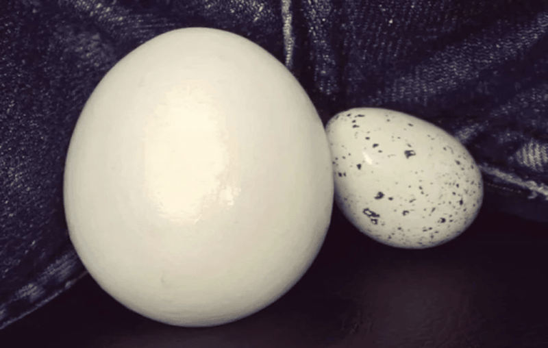 Tai-sao-tinh-hoan-nho-nhu-trung-cut 3.png