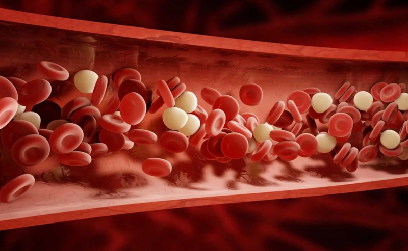 Tăng tính thấm thành mạch là gì 02