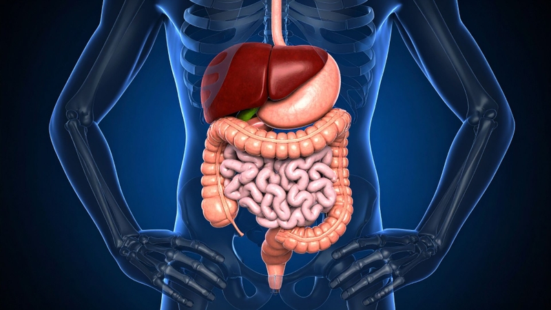 Teriparatide sau khi vào cơ thể sẽ được chuyển hóa và đào thải chủ yếu qua gan, đồng thời một phần cũng được loại bỏ thông qua các cơ quan khác ngoài gan