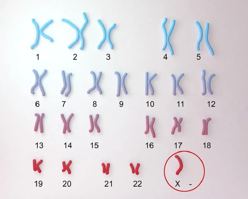 Thai 7 tuần biết trai hay gái chưa? Phương pháp xác định giới tính thai nhi 2