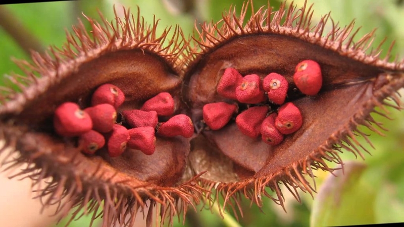 11 thành phần để chế biến thực phẩm hằng ngày ít ai ngờ tới