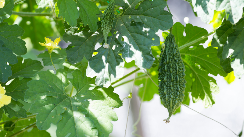 Theo y học cổ truyền, lá khổ qua rừng có vị đắng, tính mát, thường được sử dụng với mục đích thanh nhiệt, giải độc