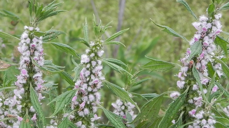 Thời gian uống cao ích mẫu bao lâu thì có kinh 1