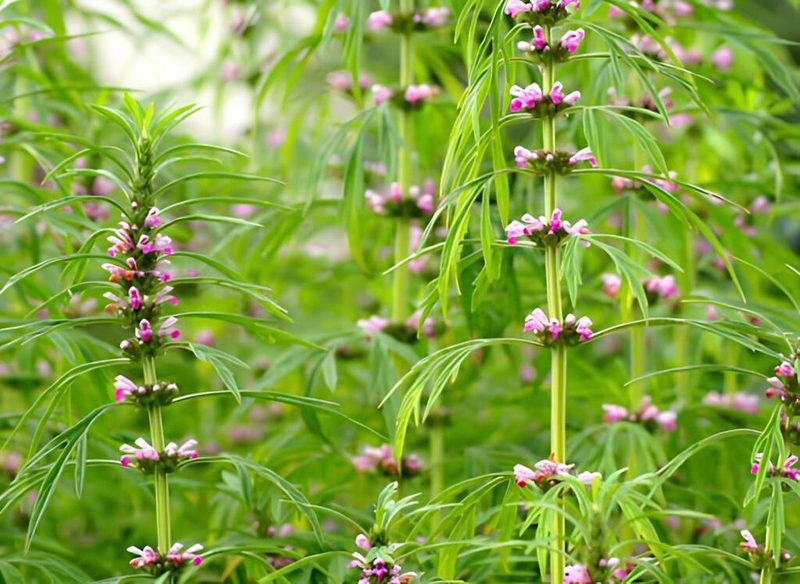 Thông tin cần biết về kinh nguyệt ra ít uống cao ích mẫu được không? 2