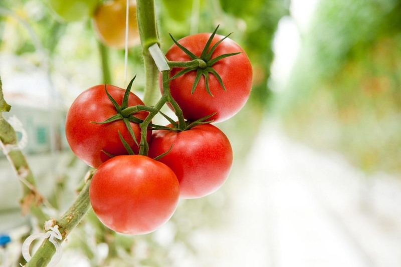 Thực phẩm GMO và cách nhận biết đơn giản nhất