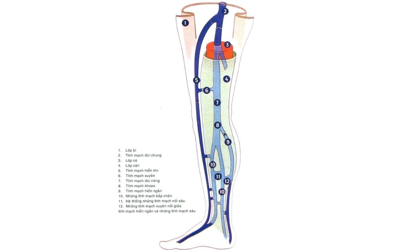 Tĩnh mạch đùi là gì? Vị trí, chức năng và ý nghĩa lâm sàng trong y học 2