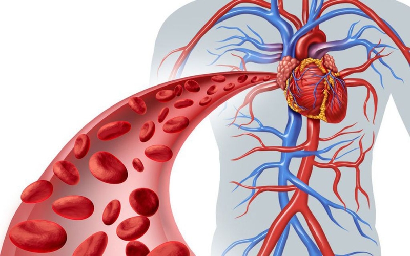 Tĩnh mạch đùi là gì? Vị trí, chức năng và ý nghĩa lâm sàng trong y học 3
