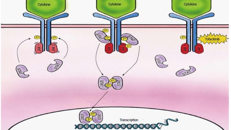 Tofacitinib giúp kiểm soát phản ứng viêm trong bệnh viêm khớp dạng thấp bằng cách ức chế hoạt động của enzyme Janus kinase (JAK)