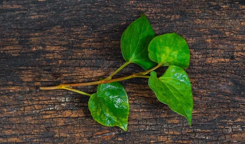 Tổng hợp các bài thuốc dân gian chữa bệnh trĩ 1