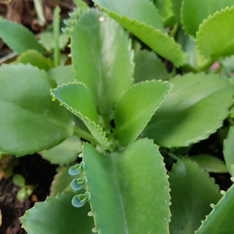 Tổng hợp các bài thuốc dân gian chữa bệnh trĩ 3