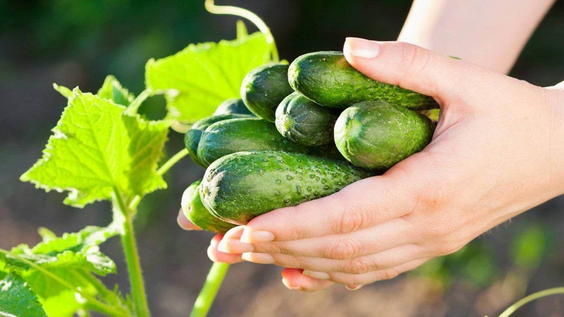 Top các thực phẩm được sử dụng nhiều nhất khi thiết lập khẩu phần ăn kiêng giảm cân 3