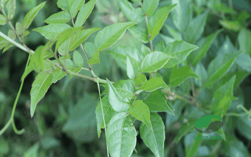 Trà dây Lava bán ở đâu? Công dụng của sản phẩm là gì 1