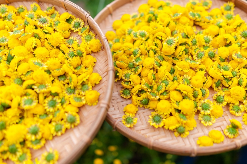 Trà hoa cúc khô có tác dụng gì 01