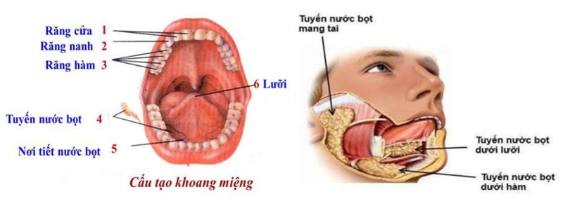 Trong nước bọt có chứa loại enzim nào? 2