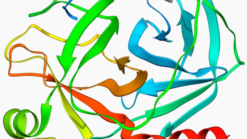 Trypsin là enzyme tiêu hóa quan trọng, thuộc nhóm enzyme phân giải protein