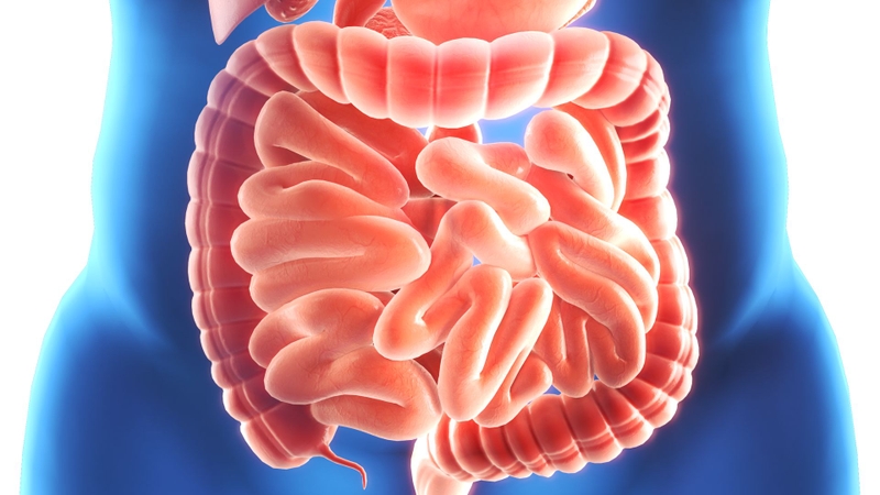 Trypsin được sử dụng như một enzyme bổ sung cho các trường hợp thiếu hụt enzyme tiêu hóa