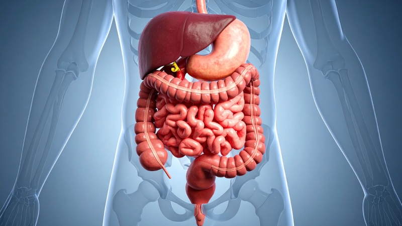 Thuốc được thải trừ chủ yếu qua phân, chỉ dưới 10% được đào thải qua nước tiểu